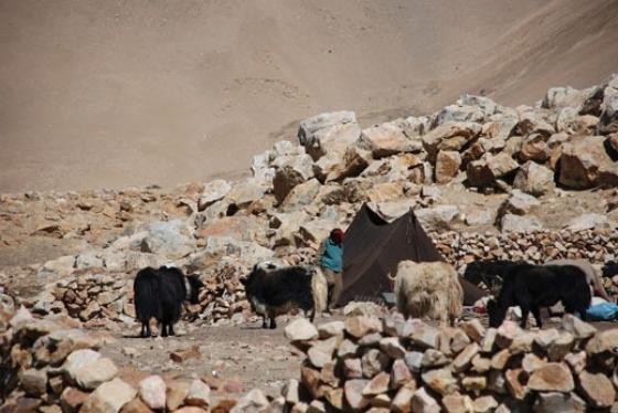 Yaks i campament a l'Himalàia