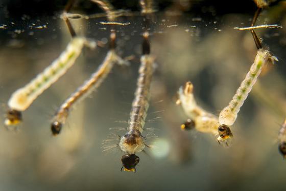 Larva de mosquit comú