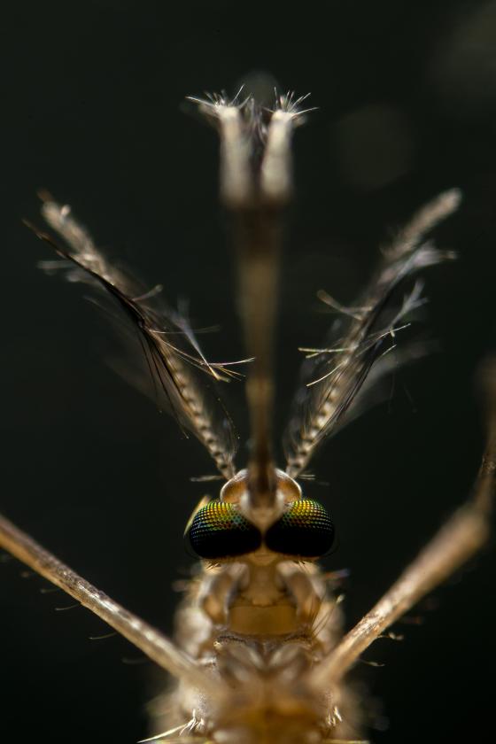 detall del cap de mosquit